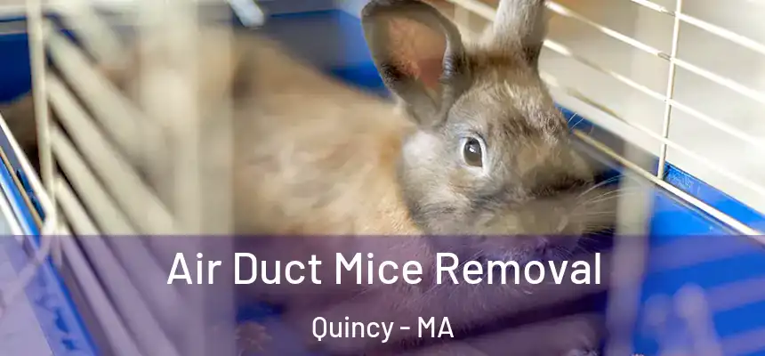Air Duct Mice Removal Quincy - MA